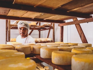 Worker examining rows of cheese on a shelf
