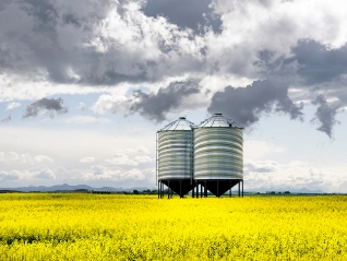 Large grey metal grain silos in a field of yellow flowers