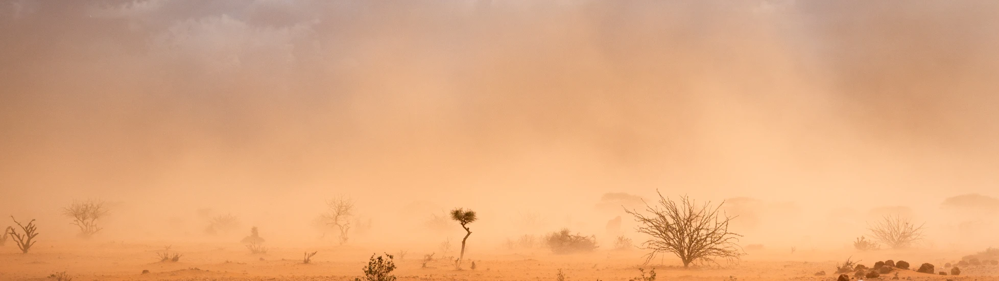 Dusty plains